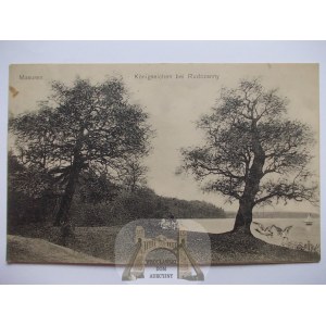 Ruciane Nida, královské duby, 1907