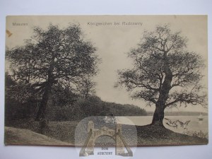 Ruciane Nida, royal oaks, 1907