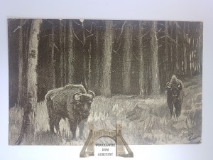 Bialowieza, bison 1915