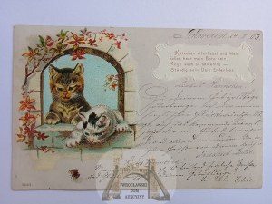 Mačky, litografia 1903