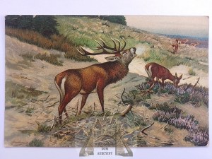 Lov, lov, Jelen na honu cca 1910