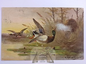 Lov, lov kačíc z rozhľadne 1913