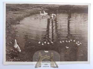 Animals, Atlas Books Publishing, Kwoka with ducklings, photo: Puchalski 1939