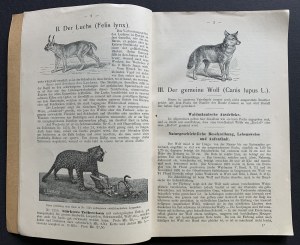 LEGNICA [Istruzioni per la cattura dei predatori] Anleitung zum Fangen des Raubzeuges. Llegnitz )Legnica) [1905].