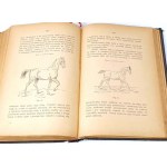 STIPAL - IMPARARE A GUIDARE E AD ADDESTRARE UN CAVALLO publ. 1896