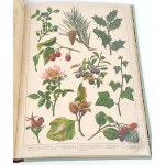 WERMIŃSKI - NATURAL HISTORY IN IMAGES Botany and mineralogy 269 colored pictures 1893 FOLIO