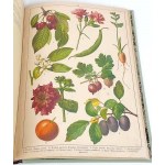 WERMIŃSKI - STORIA NATURALE IN IMMAGINI Botanica e mineralogia 269 immagini a colori 1893 FOLIO