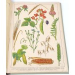 WERMIŃSKI - NATURAL HISTORY IN IMAGES Botany and mineralogy 269 colored pictures 1893 FOLIO