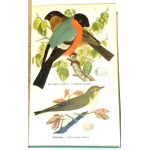 DYAKOWSKI - POTENTIAL BIRDS AND THEIR EYES 25 color plates