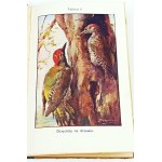 BUCKLEY - LIFE IN THE FOREST IN THE POLE chromolithograph
