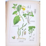 WILKOMM - ATLAS DE L'ÉTAT DES PLANTES planches en couleurs, gravures sur bois