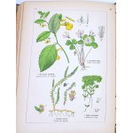 WILKOMM - ATLAS OF PLANT STATE color plates, woodcuts