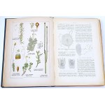 WILKOMM - ATLAS DE L'ÉTAT DES PLANTES planches en couleurs, gravures sur bois