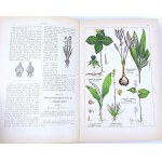 WILKOMM - ATLAS DE L'ÉTAT DES PLANTES planches en couleurs, gravures sur bois