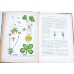 WILKOMM - ATLAS OF PLANT STATE color plates, woodcuts
