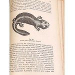 BOAS-HANDBUCH DER ZOOLOGIE 1893 Hunderte von Stichen