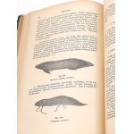 BOAS-HANDBOOK OF ZOOLOGY 1893 stovky rytín