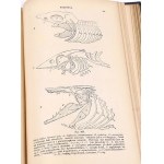 BOAS-HANDBOOK OF ZOOLOGY 1893 stovky rytín
