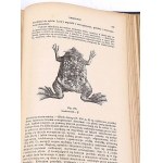 BOAS-HANDBOOK OF ZOOLOGY 1893 centinaia di incisioni