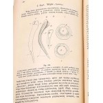BOAS-HANDBOOK OF ZOOLOGY 1893 stovky rytin