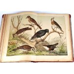 SCHUBERT - HISTOIRE NATURELLE DES OISEAUX publ. 1900 planches