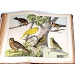 SCHUBERT-NATURAL HISTORY OF BIRDS vyd. 1900 desky