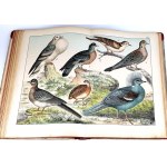 SCHUBERT - HISTOIRE NATURELLE DES OISEAUX publ. 1900 planches