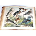SCHUBERT-NATURAL HISTORY OF BIRDS vyd. 1900 desky
