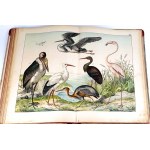 SCHUBERT - HISTOIRE NATURELLE DES OISEAUX publ. 1900 planches