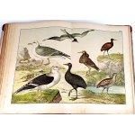 SCHUBERT - HISTOIRE NATURELLE DES OISEAUX publ. 1900 planches