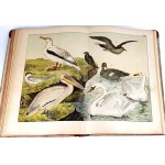 SCHUBERT-NATURAL HISTORY OF BIRDS publ. 1900 plates