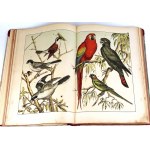 SCHUBERT - HISTOIRE NATURELLE DES OISEAUX publ. 1900 planches