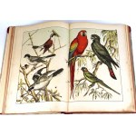 SCHUBERT-NATURAL HISTORY OF BIRDS publ. 1900 plates