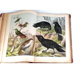 SCHUBERT-NATURALGESCHICHTE DER VÖGEL publ. 1900 Tafeln