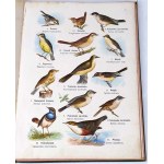 DYAKOWSKI- ATLAS OF THE ANIMAL STATE part II BIRDS 1905