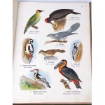 DYAKOWSKI- ATLAS OF THE ANIMAL STATE part II BIRDS 1905