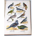 DYAKOWSKI- ATLAS OF THE ANIMAL STATE part II BIRDS 1905