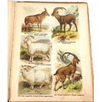 SCHLEYER-ATLAS DER TIERE 30 Farbtafeln 1923