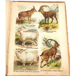SCHLEYER- ATLAS DES ANIMAUX 30 planches couleur 1923