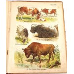 SCHLEYER-ATLAS DER TIERE 30 Farbtafeln 1923