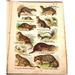 SCHLEYER- ATLAS DES ANIMAUX 30 planches couleur 1923