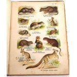 SCHLEYER- ATLAS DES ANIMAUX 30 planches couleur 1923