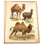 SCHLEYER- ATLAS DES ANIMAUX 30 planches couleur 1923