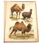 SCHLEYER- ATLAS OF ANIMALS 30 color plates 1923