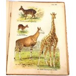 SCHLEYER-ATLAS DER TIERE 30 Farbtafeln 1923