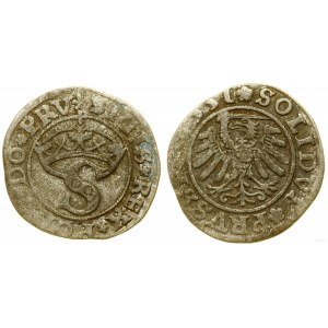 Pologne, Shelby, 1531, Toruń