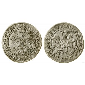 Pologne, demi-penny, 1555, Vilnius