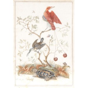 Herman Henstenburgh (Hoorn 1667-Hoorn 1726), Přírodní kresba s ptáky a želvou