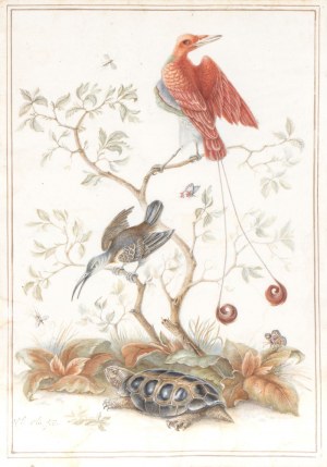 Herman Henstenburgh (Hoorn 1667-Hoorn 1726), Dessin de nature avec oiseaux et tortue