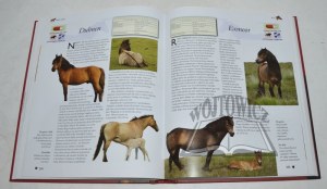PICKERAL Tamsin, Pferde und Ponys. Ein Kompendium.